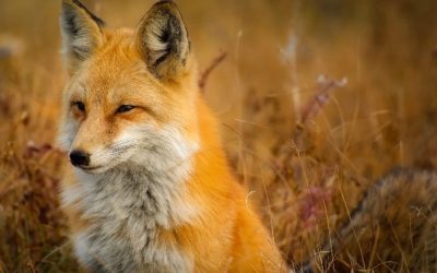 Akcja szczepień lisów wolno żyjących przeciwko wściekliźnie